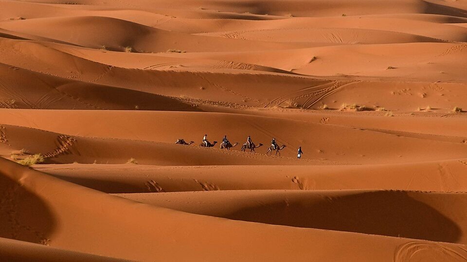 Camel caravan in the dunes of Merzouga
